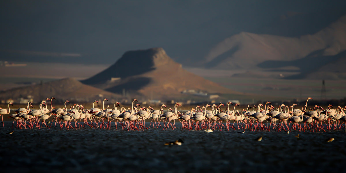 Wetlands - 2