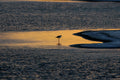Wetlands - 5