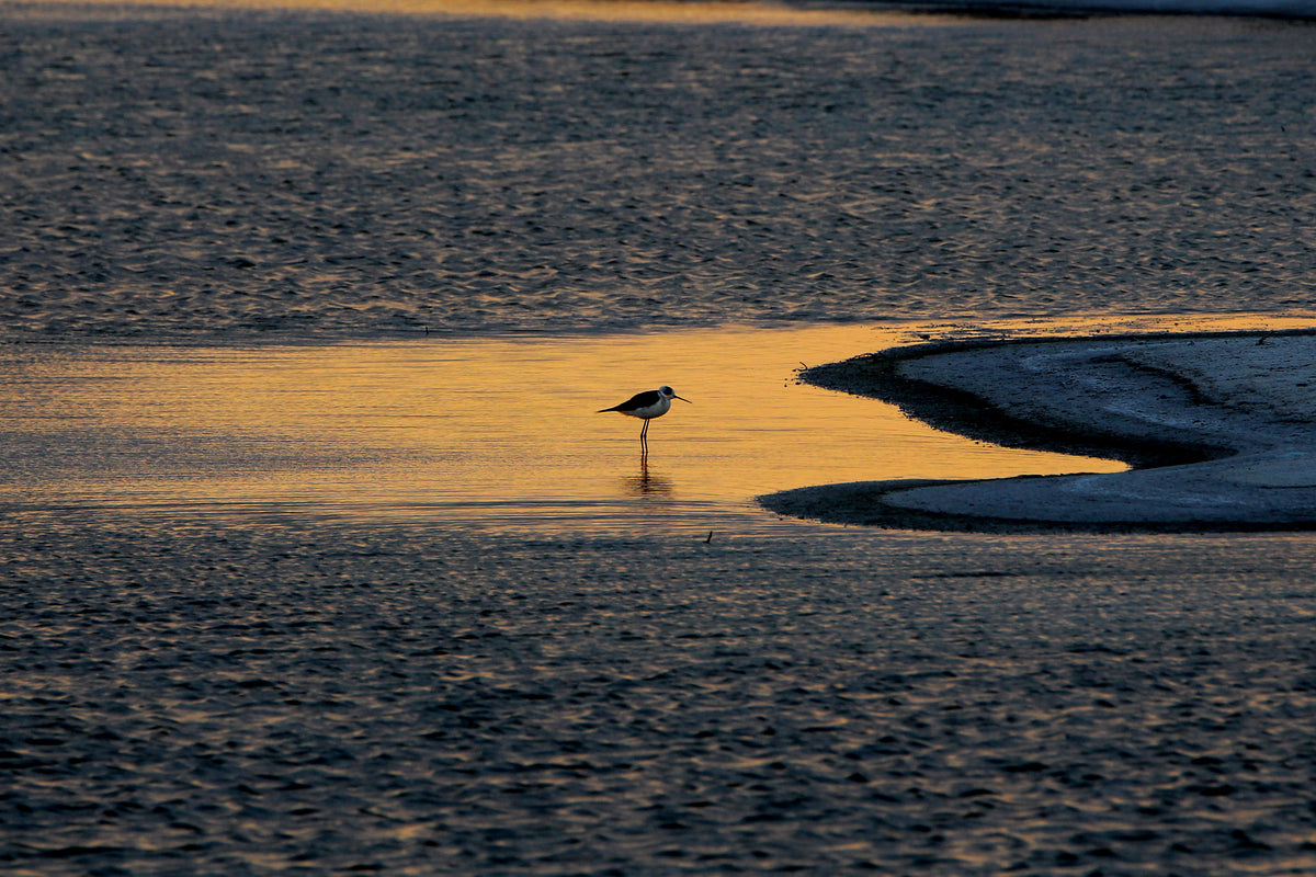 Wetlands - 5
