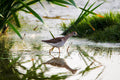 Wetlands - 4