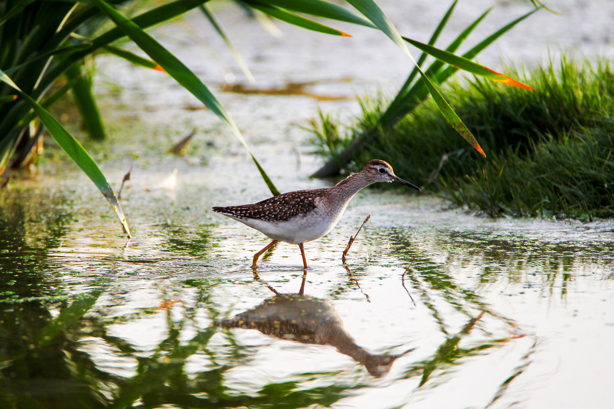 Wetlands - 4