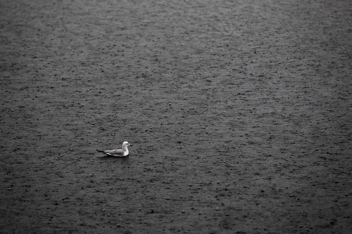 Wetlands - 3