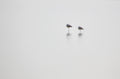 Wetlands - 1