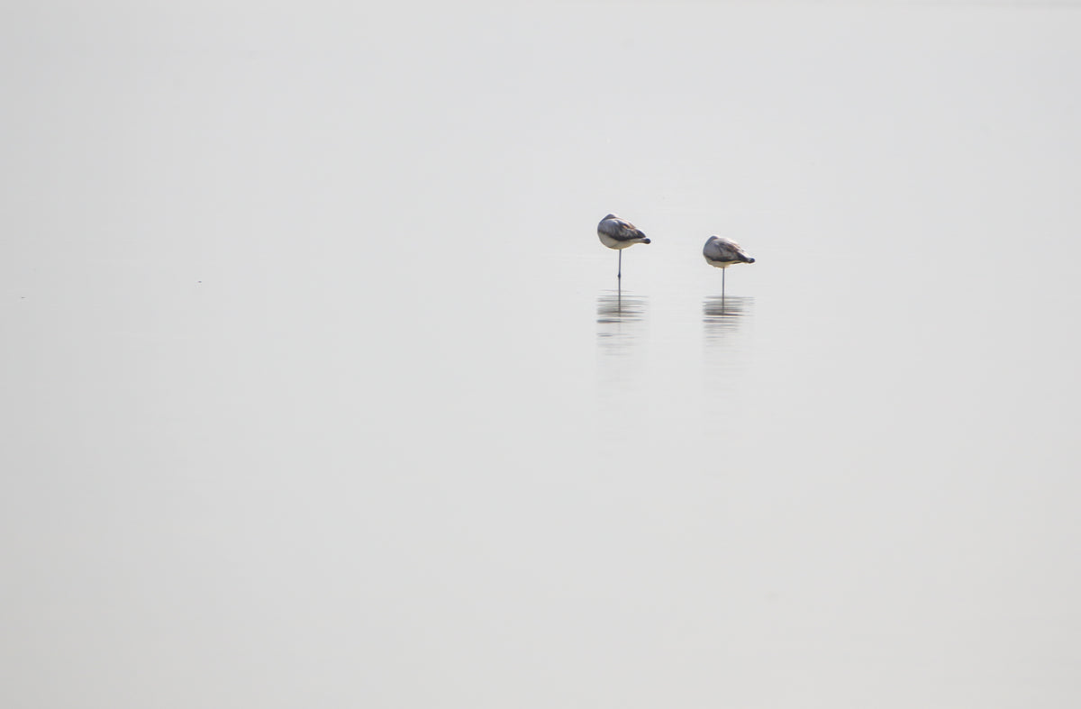 Wetlands - 1